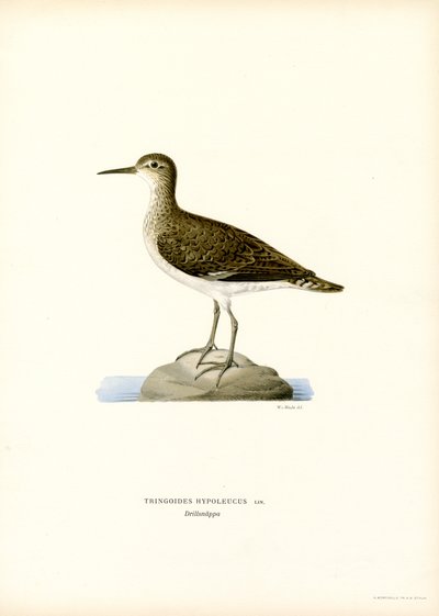 Sandpiper (farge litho) av Magnus Ferdinand and Wilhelm von Wright
