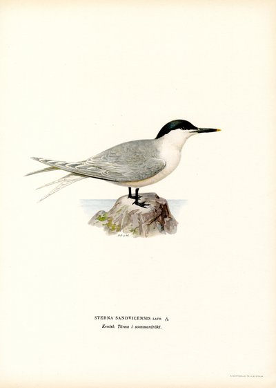 Sandwich tern (farge litho) av Magnus Ferdinand and Wilhelm von Wright