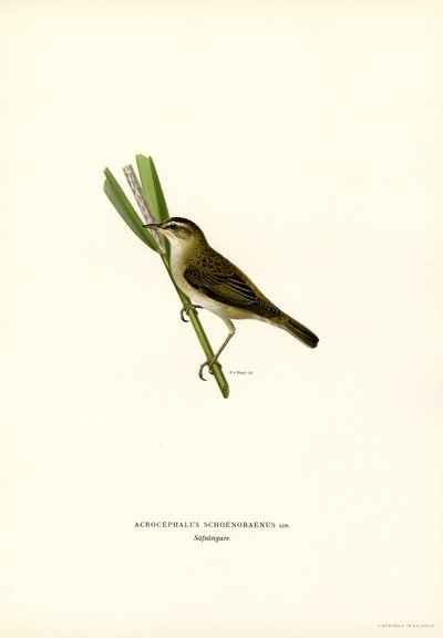 Sedge Warbler (farge litho) av Magnus Ferdinand and Wilhelm von Wright
