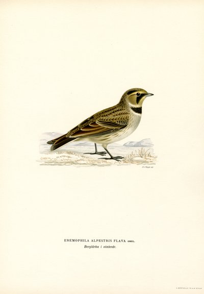 Shore Lark (farge litho) av Magnus Ferdinand and Wilhelm von Wright