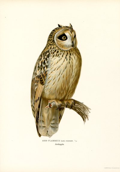 Kortøret ugle (farge litho) av Magnus Ferdinand and Wilhelm von Wright