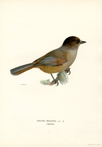 Sibirsk jay (farge litho) av Magnus Ferdinand and Wilhelm von Wright