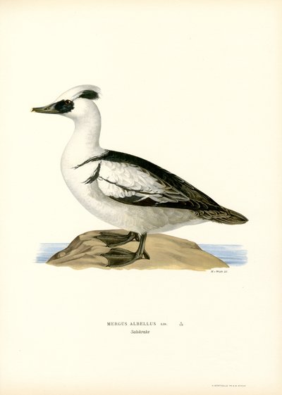 Smew (farge litho) av Magnus Ferdinand and Wilhelm von Wright