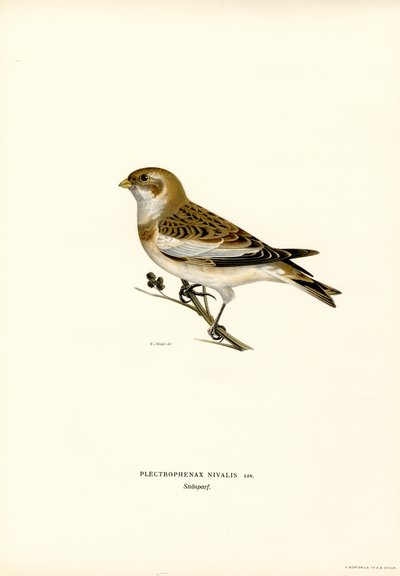 Snow Bunting (farge litho) av Magnus Ferdinand and Wilhelm von Wright