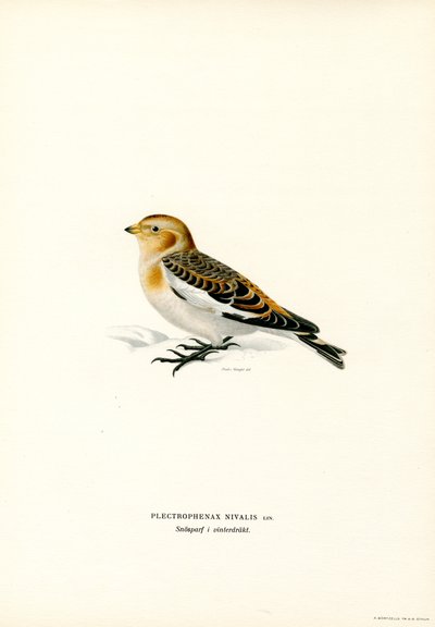Snow Bunting (farge litho) av Magnus Ferdinand and Wilhelm von Wright