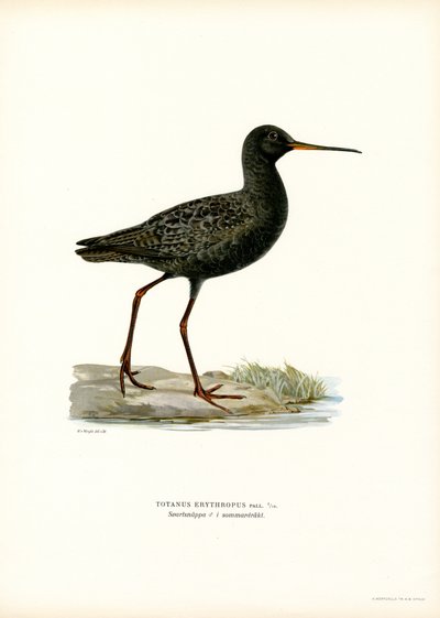 Spotted Redshank (farge litho) av Magnus Ferdinand and Wilhelm von Wright
