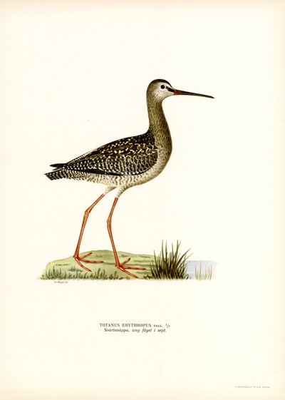 Spotted Redshank (farge litho) av Magnus Ferdinand and Wilhelm von Wright