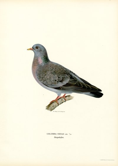Stock Dove (farge litho) av Magnus Ferdinand and Wilhelm von Wright