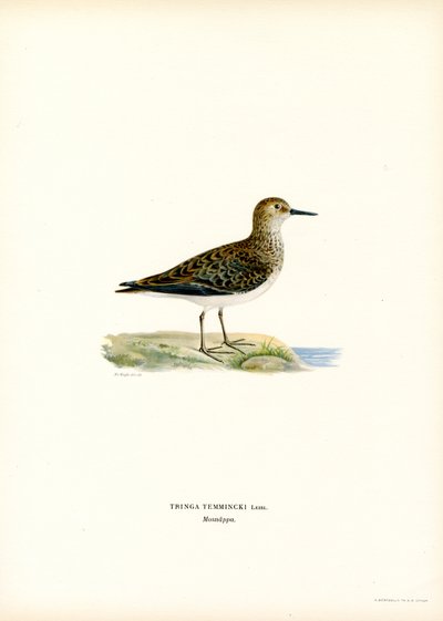 Temmincks Stint (farge litho) av Magnus Ferdinand and Wilhelm von Wright