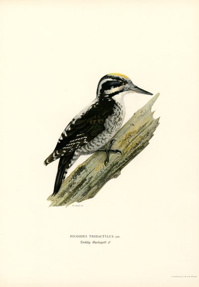 Tretået hakkespett (farge litho) av Magnus Ferdinand and Wilhelm von Wright