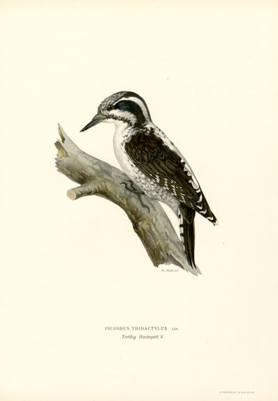 Tretået hakkespett (farge litho) av Magnus Ferdinand and Wilhelm von Wright