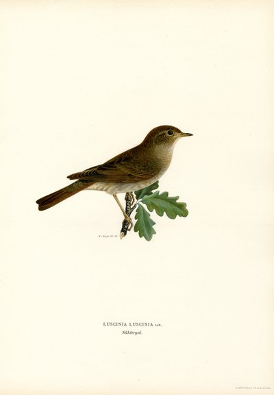 Trost nattergal (farge litho) av Magnus Ferdinand and Wilhelm von Wright