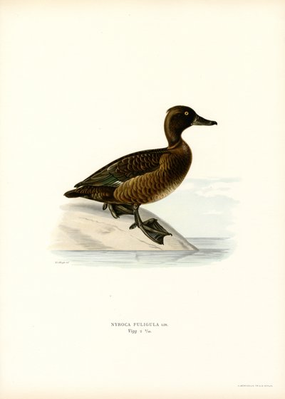 Tufted Duck (farge litho) av Magnus Ferdinand and Wilhelm von Wright
