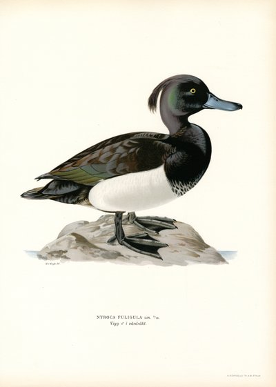 Tufted Duck (farge litho) av Magnus Ferdinand and Wilhelm von Wright