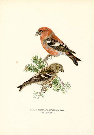 To-stavet korsnebb (farget litho) av Magnus Ferdinand and Wilhelm von Wright