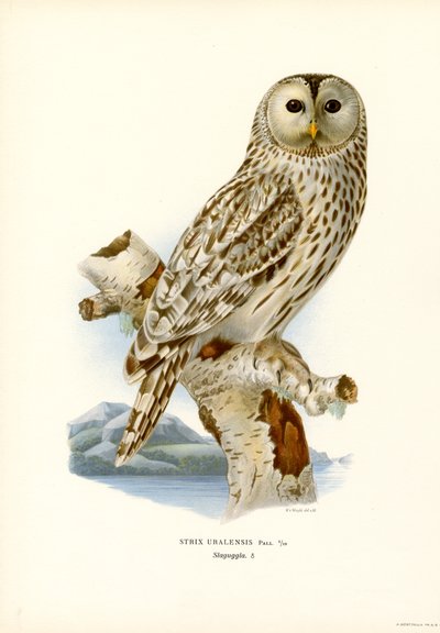 Uralugle (farge litho) av Magnus Ferdinand and Wilhelm von Wright
