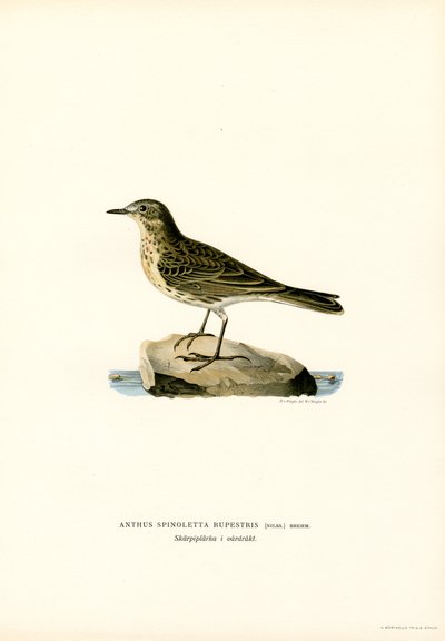 Vannpipe (farge litho) av Magnus Ferdinand and Wilhelm von Wright