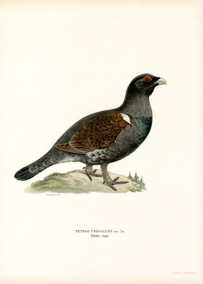 Western Capercaillie (farge litho) av Magnus Ferdinand and Wilhelm von Wright