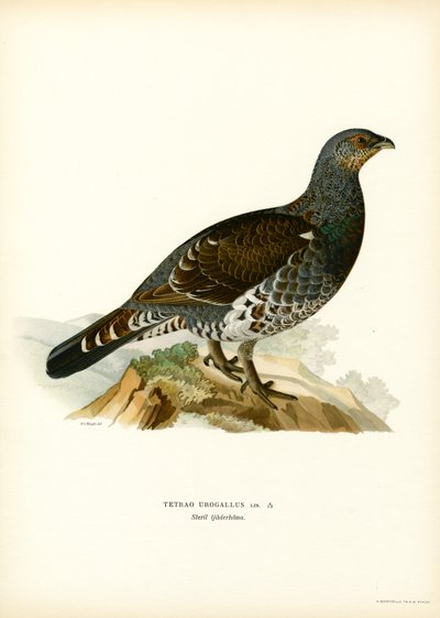 Western Capercaillie (farge litho) av Magnus Ferdinand and Wilhelm von Wright