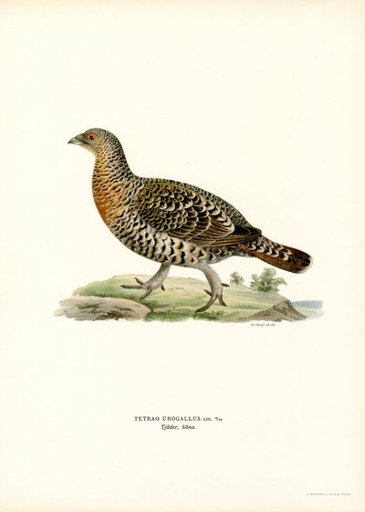 Western Capercaillie (farge litho) av Magnus Ferdinand and Wilhelm von Wright
