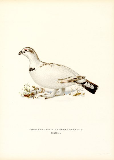 Western Capercaillie x Willow Ptarmigan (farge litho) av Magnus Ferdinand and Wilhelm von Wright