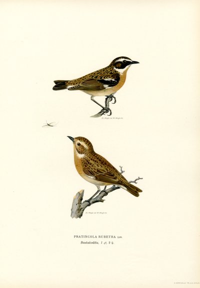Whinchat (farge litho) av Magnus Ferdinand and Wilhelm von Wright