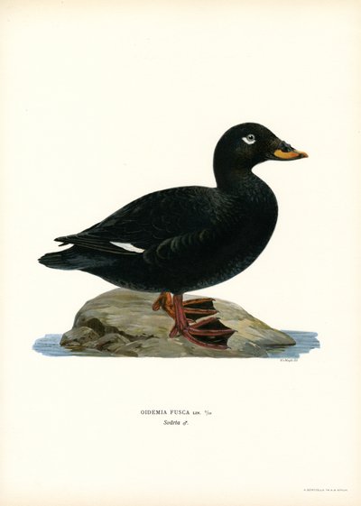 White-winged Scoter (farge litho) av Magnus Ferdinand and Wilhelm von Wright