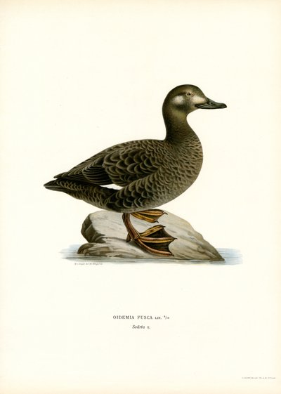 White-winged Scoter (farge litho) av Magnus Ferdinand and Wilhelm von Wright