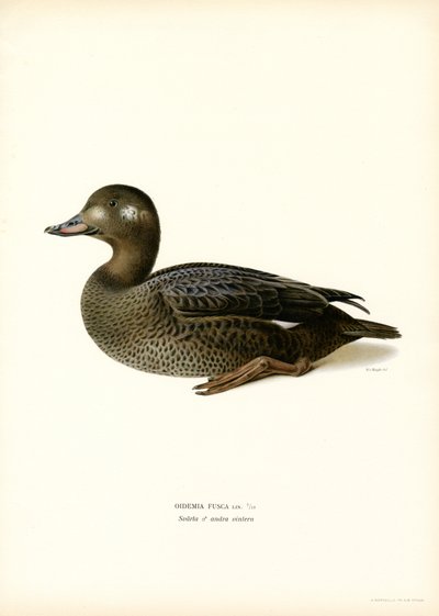 White-winged Scoter (farge litho) av Magnus Ferdinand and Wilhelm von Wright