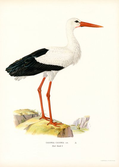 White Stork (farge litho) av Magnus Ferdinand and Wilhelm von Wright
