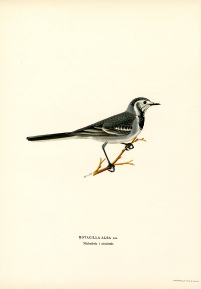 Hvit viphale (farge litho) av Magnus Ferdinand and Wilhelm von Wright
