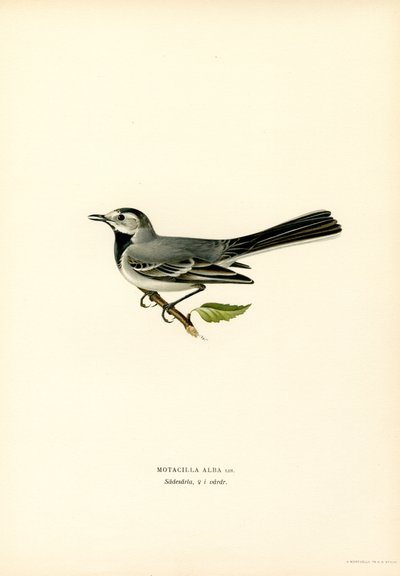 Hvit viphale (farge litho) av Magnus Ferdinand and Wilhelm von Wright