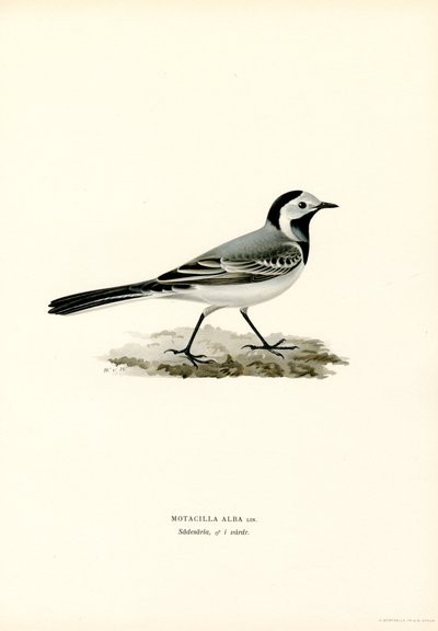 Hvit viphale (farge litho) av Magnus Ferdinand and Wilhelm von Wright