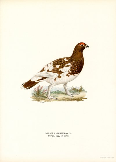 Willow Ptarmigan (farge litho) av Magnus Ferdinand and Wilhelm von Wright