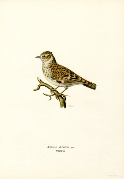 Wood Lark (farge litho) av Magnus Ferdinand and Wilhelm von Wright