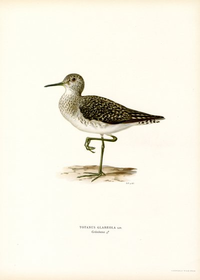 Wood Sandpiper (farge litho) av Magnus Ferdinand and Wilhelm von Wright