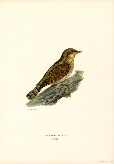 Wryneck (farge litho) av Magnus Ferdinand and Wilhelm von Wright