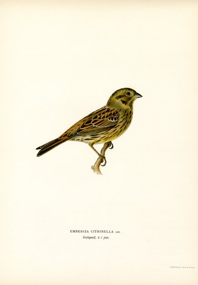 Gul spurve (farge litho) av Magnus Ferdinand and Wilhelm von Wright