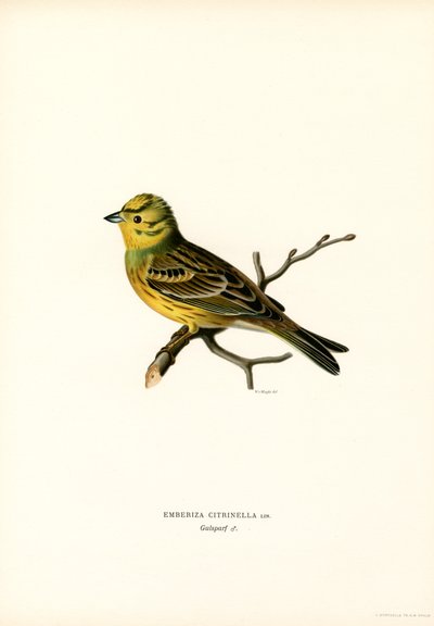 Gul spurve (farge litho) av Magnus Ferdinand and Wilhelm von Wright
