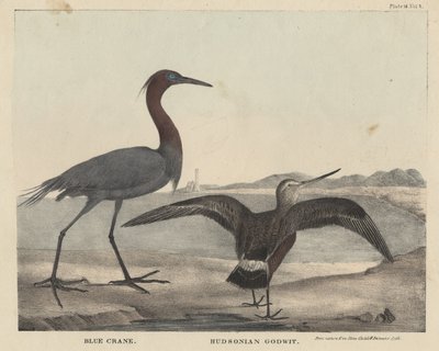 Blue Crane, Hudsonian Godwit, litho av Childs und Inman, fra 