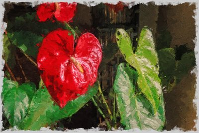 En stor, rød hjerteformet anthurium til Valentinsdagen av Mano Chandra Dhas