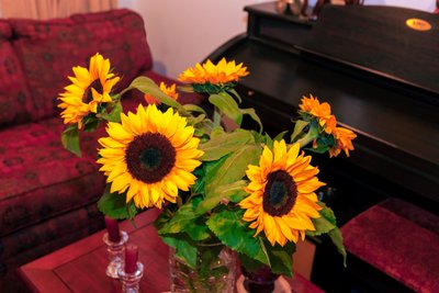 Knallgule solsikker eller Helianthus Annuus fra Andesfjellene i Colombia dekorerer et hjem i Bogota by av Mano Chandra Dhas