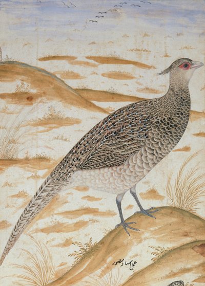 Himalaya cheer fasan, Jahangir-perioden, Mughal, ca. 1620 (akvarell) av Mansur