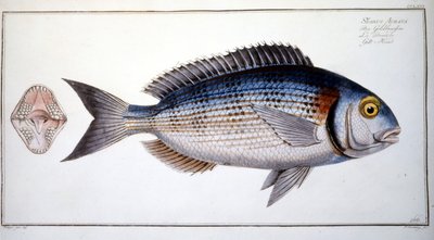 Natural History Plate: The Bream of Marc Elieser Bloch Ichtyologie Paris - Berlin - London 1787. av Marcus Élieser Bloch