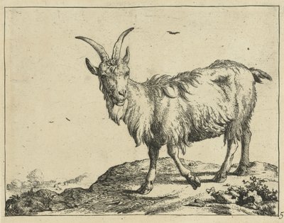 Stående geit forfra Geiter og bukker (serietittel) av Marcus de Bye