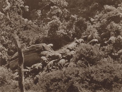 Buffalo i omslag av Marcuswell Maxwell
