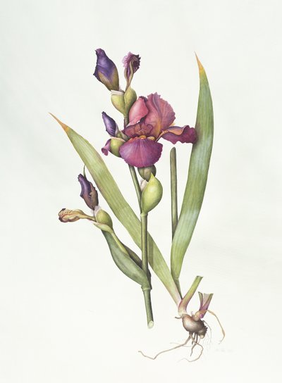 Iris (akvarell på papir) av Margaret Ann Eden