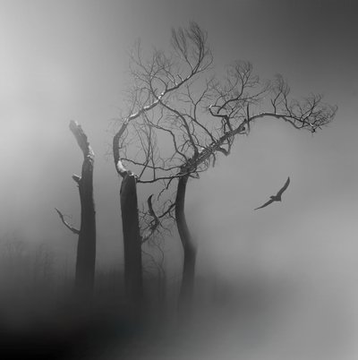 Lone Bird – Tåkebelagte trær av Margaret Halaby