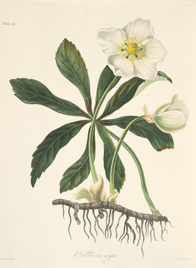 Black Hellebore eller Christmas Rose, fra Floral Illustrations of the Seasons, pub. 1829 (håndfarget gravering) av Margaret Roscoe