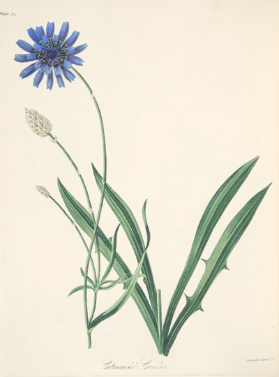 Blue Catananche, fra Floral Illustrations of the Seasons, pub. 1829 (håndfarget gravering) av Margaret Roscoe